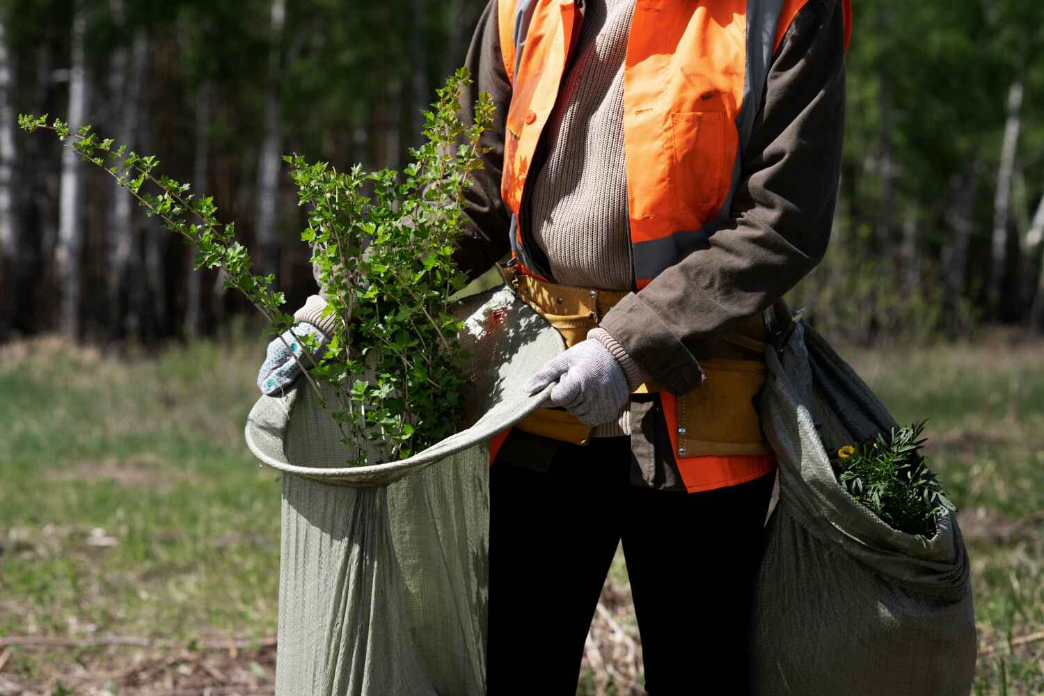 Best Tree Health Inspection  in Wentzville, MO